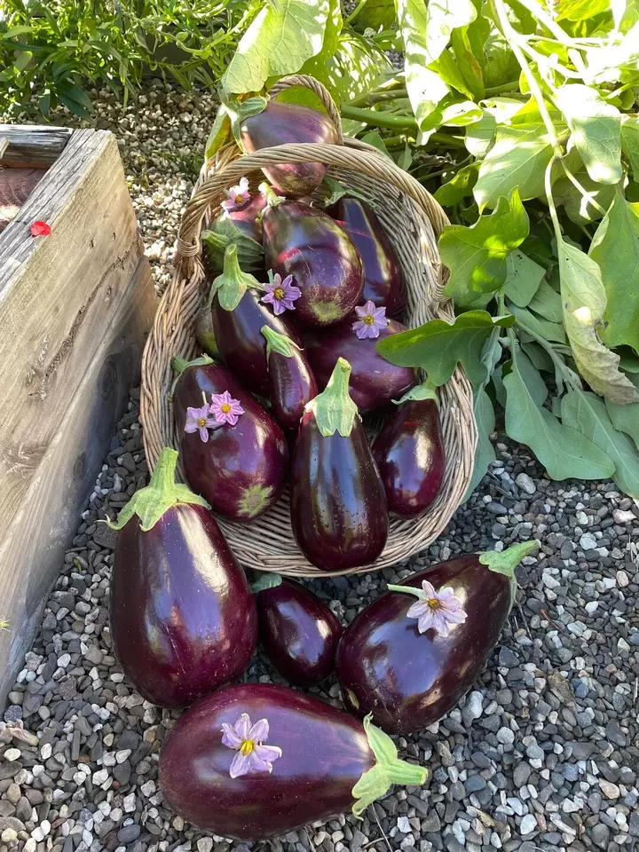 PSStore 150 Black Beauty Eggplant Vegetable Seeds - £7.71 GBP