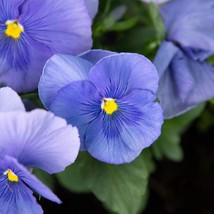 30 Seeds Viola Cornuta Blue Perfection Perennial Flower  - £12.44 GBP