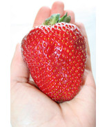 200 SEEDS*NEW* STRAWBERRY * GIANT* , LARGEST FRUIT , EVERBEARING  - £23.12 GBP