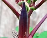 30 Hill Country Red Okra Seeds Non-Gmo Fast Shipping - $8.99