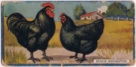Cowan Co Toronto Card Black Orpington Chicken Series - £6.22 GBP