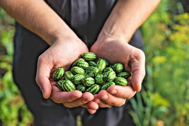 10 Cucamelon Melothria Scabra Mouse Melon Mexican Mini Watermelon Fruit Seeds Fr - £11.75 GBP