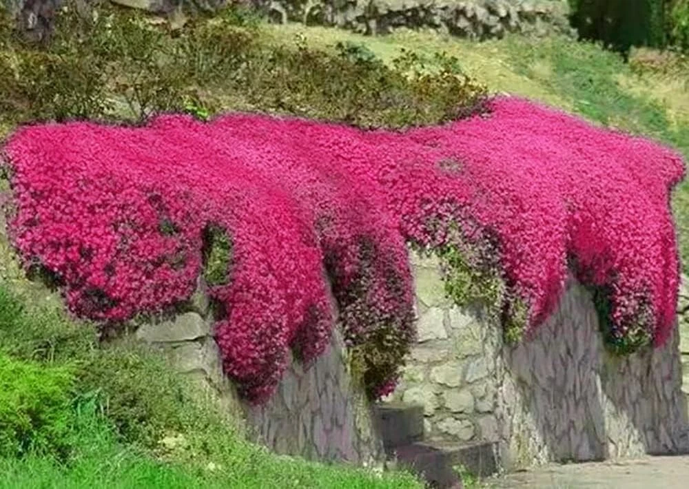 1000+ Red Creeping Thyme Seeds -- Groundcover ------------ FRESH - $6.57