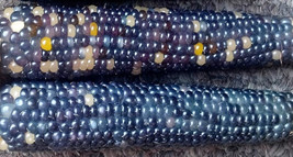 Seeds 20 Mini Blue Glass Gem Corn Miniature Ornamental Edible Zea Mays Vegetable - £21.23 GBP