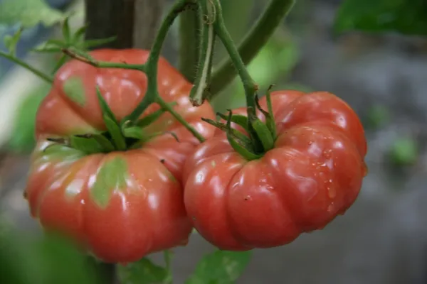 Giant Belgium Tomato Seeds 75 Seeds Gardening - $11.29