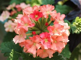 35 Verbena Coral With Eye Perennial Seeds Flower Deer Resistant - $17.96