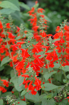 40 Seeds Lady in Red Hummingbird Salvia Perennial Flower - £13.09 GBP