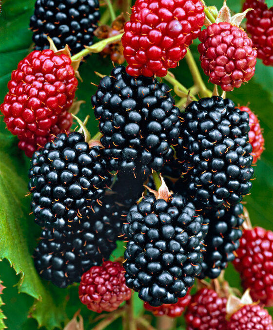 Chester Blackberry - 5 Blackberry Plants - Everbearing - - $49.95
