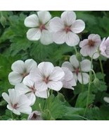 25+ Fresh Coombland White Geranium Seeds for Garden Planting - €4,35 EUR