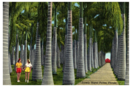 Plantation of Royal Palms in McKee Jungle Gardens Florida Postcard - £5.30 GBP