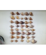 Lot of 40 Florida Fighting Conch Seashells 1.5 to 3 in Natural Beach Dec... - $727.44 MXN