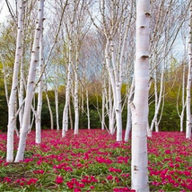 Paper Birch exact plant #41 (Betula papyrifera), 4 ft tall dormant plant - $65.00