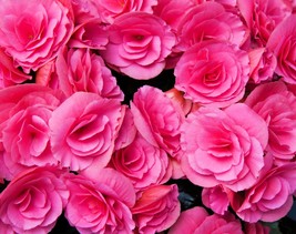 New Fresh Seeds 10 Bright Pink Double Begonia Tuberosa Tuberous Begonia ... - $18.60