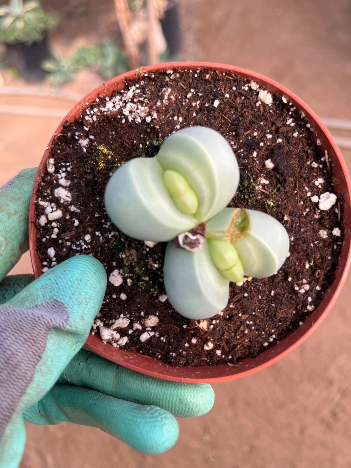 Cactiadexotica Argyroderma delaetii | Living stones - $29.15