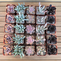 Variety Pack (25) Cotton Candy&#39; 2 Inch Succulent cactus Cacti Succulent - £104.36 GBP