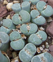 USA Store 30 Seeds Store Lithops Salicola Exotic Living Stones Ice Plant Succule - £11.77 GBP