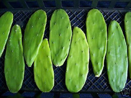 Opuntia grafting stock cactus grafted cacti 10 cuttings - £18.33 GBP