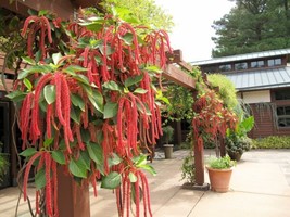 500+Amaranthus Love Lies Bleeding Flower Seeds Poor Soils From US - £7.33 GBP