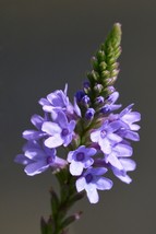 500 Blue Vervain Seeds Verbena Hastata Seeds Herb Lovely Flower Beautiful Garden - £7.13 GBP