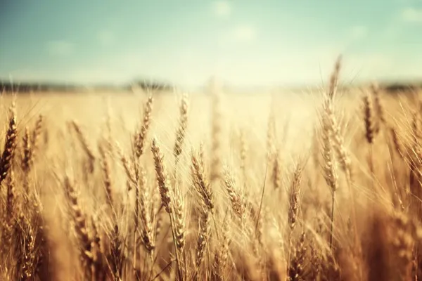 2 Lbs Wheat Cover Crop Seeds-Non-Gmo Rye-Deer &amp; Turkey Food Plot Seed-Wint Usa S - £30.33 GBP