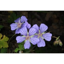 25+ Libani Geranium Seeds | Vibrant, Easy-to-Grow Flowering Plants - $16.50