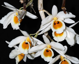 Dendrobium Bensoniae Orchid Species Mounted Plant - £19.82 GBP