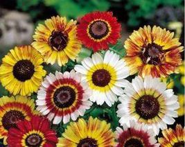 200 Pcs Mix Tri Color Painted Daisy Flower Seeds #MNSS - £11.91 GBP