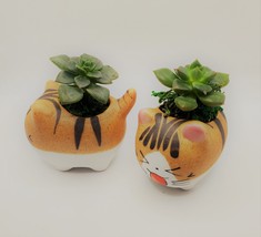 Echeveria Succulents in Laughing Cat Planters, Live Plants in 2.5" Kitten Pots image 2