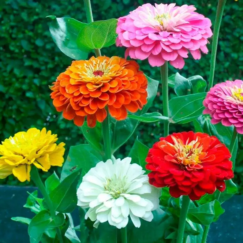 Seeds Giant Gold Medal Mixed Color Zinnia Flower  - £7.09 GBP