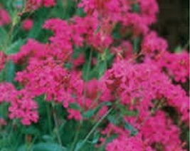 HS Catchfly Silene Armeria 500 Seeds  - $6.06