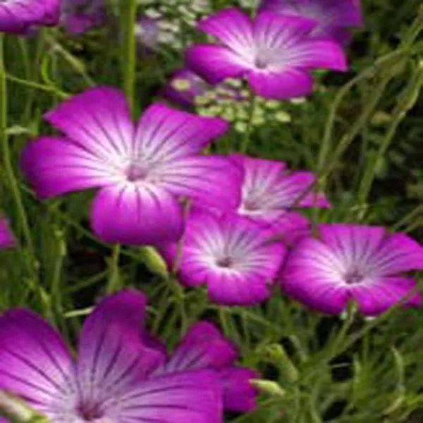 50 Seeds Agrostemma Purple Flower - £7.68 GBP