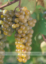 Lacrescent Golden Brown Grape Seeds Hardy Plants White Grape Wine Mateial Fresh  - $11.16