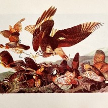 Bob White Bird Lithograph 1950 Audubon Antique Art Print DWP6C - £24.12 GBP