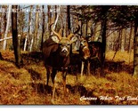 Generic Greetings White Tail Deer Cass City Michigan MI UNP Chrome Postc... - £2.30 GBP