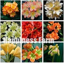 100 pcs Mixed Clivia Seeds - Mixed 9 Colorful Colors FROM GARDEN - £40.21 GBP