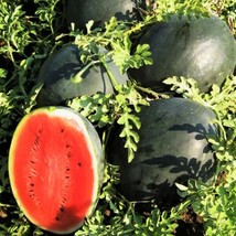 Black Diamond Watermelon Seeds Sweet Red Crimson Beauty Melon Fruit Seed  - £4.73 GBP