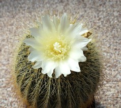 Eriocactus amplicostatus rare parodia schumanniana claviceps notocactus 50 SEEDS - £7.98 GBP