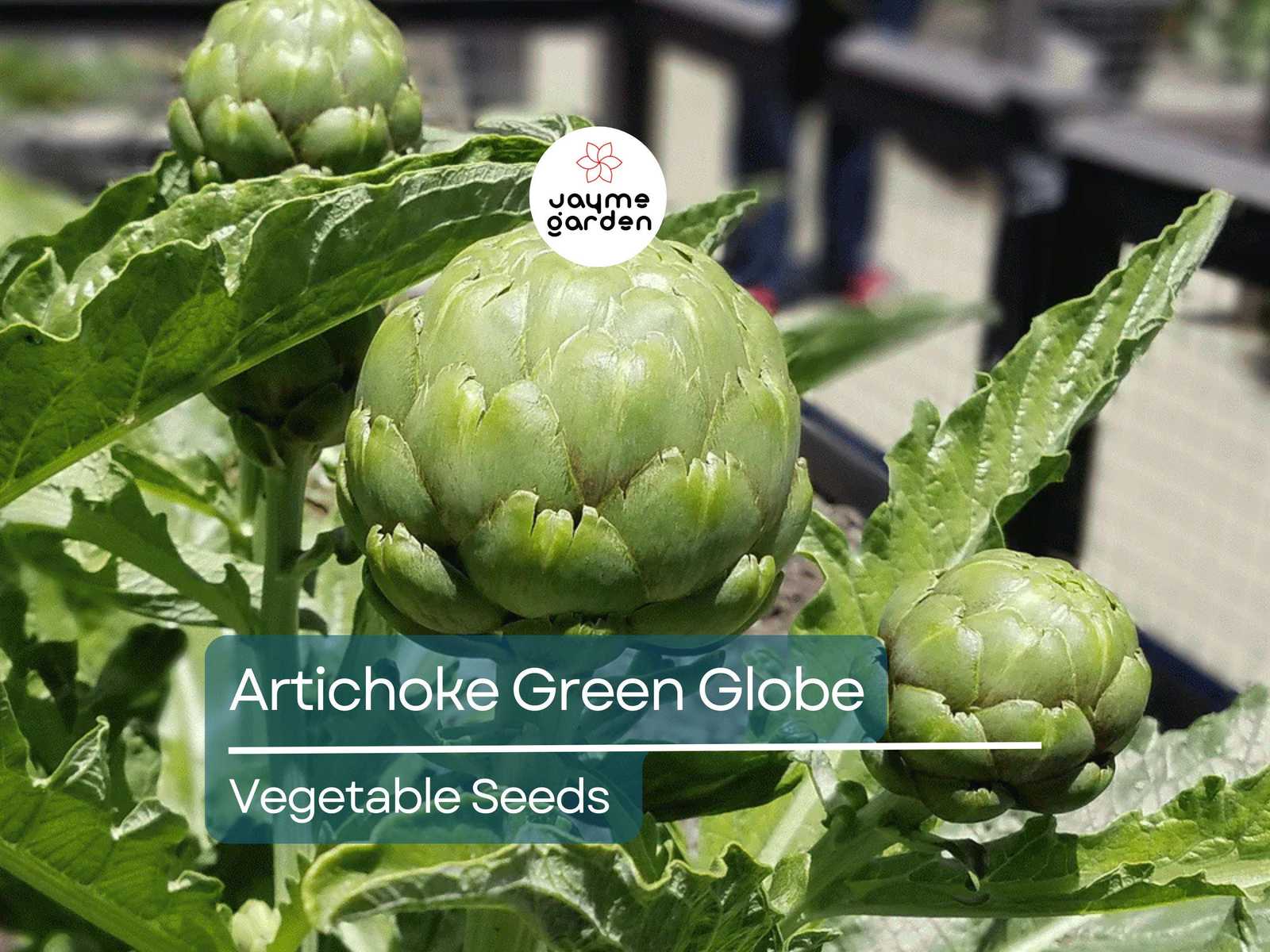 500mg Artichoke Seeds for Planting - Green Globe Variety - Heirloom Edib... - $4.50
