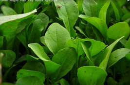 US Seller 2000 Arugula Seeds Eruca Sativa Rocket Rocket Salad Garden Rocket Non- - £7.32 GBP