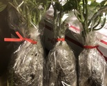 12 Rooted Okinawa Sweet Potato Seedlings order yours now .Priority (2 or... - $36.99