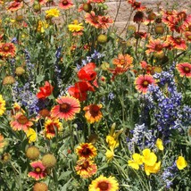 Dryland Wildflower Mix Seeds 200 21 Species New Fresh Seeds - £3.30 GBP