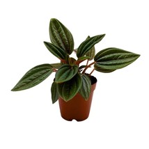 BubbleBlooms Peperomia Rosso in a 2 inch Pot - £9.53 GBP