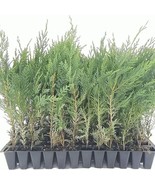 30 Murray Cypress Tree Live Plants Upright Evergreen Privacy Screen Star... - $192.00