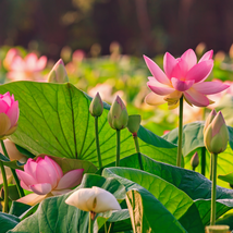 White Nelumbo Nucifera Lotus Flower w Red Edge Hybrid Pond Plant - 1 Seeds - $0.63