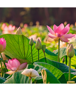 White Nelumbo Nucifera Lotus Flower w Red Edge Hybrid Pond Plant - 1 Seeds - $5.63