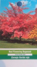 Red Flowering Dogwood Tree Grow Own Trees Plants Landscape Shade Fruit F... - £77.68 GBP