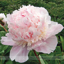 BELLFARM 5 Seeds Rare Many Petaled Bowl-shaped Pink Peony Garden Flowers Seeds F - £2.78 GBP