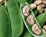 Beans - Jackson Wonder Lima Beans (Bush Type) 15 Seeds - $3.75