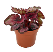 2.5&quot; Pot - Red Rex Begonia Plant - Easy House Plant - Live Plant - £30.80 GBP