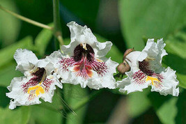 SD Catalpa Bignonioides Cigar Or Fish-Bait Tree Southern Catalpa 10 Seed... - $19.77